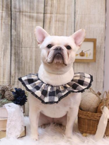 20241005ゼロちゃん